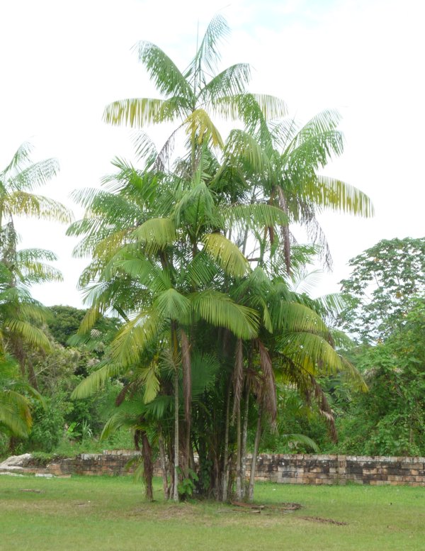 Arbold de huasai Euterpe oleracia con hijuelos